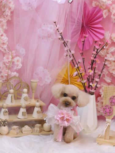 20250327こむぎちゃん